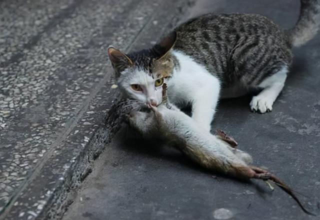 老鼠身上那么脏，猫吃了却不会生病，难道猫对老鼠的病菌免疫吗？