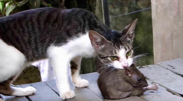 老鼠身上那么脏，猫吃了却不会生病，难道猫对老鼠的病菌免疫吗？