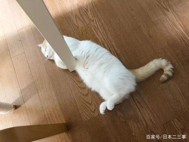 日本网友家的这只贪睡猫，各种睡觉萌照，看完带来一整天的好心情