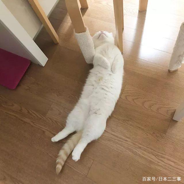 日本网友家的这只贪睡猫，各种睡觉萌照，看完带来一整天的好心情