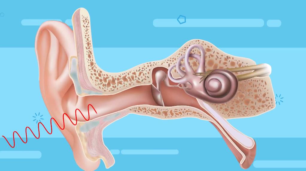为什么年龄大了就会“耳背”？