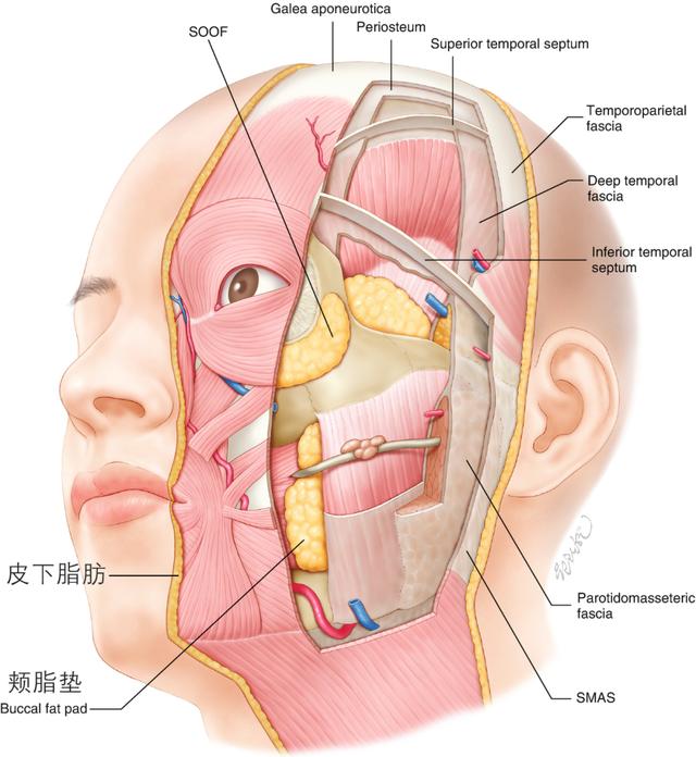 就是它们，一直在偷偷地改变你的脸型