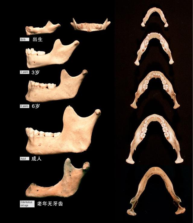 就是它们，一直在偷偷地改变你的脸型