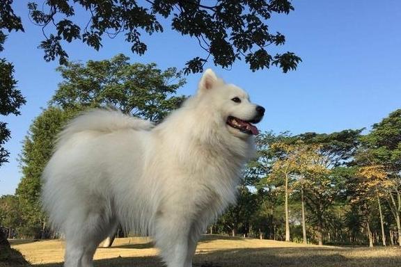 狗狗颜值被重新排名，第一名不是阿富汗猎犬，而是它？