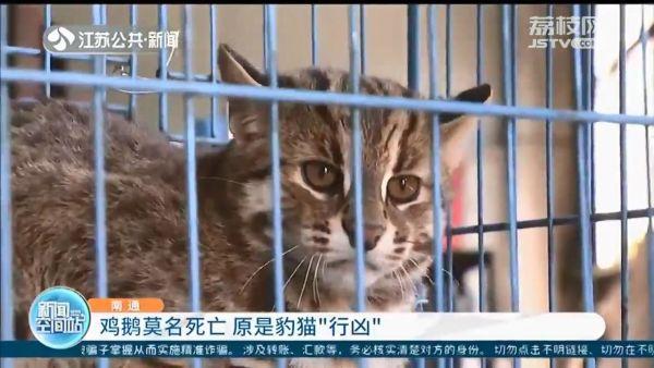 自家饲养的鸡鹅莫名少了 原是豹猫出没