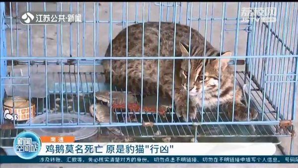 自家饲养的鸡鹅莫名少了 原是豹猫出没