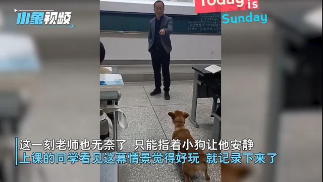 教授上课被流浪狗怒“喷”，师生反应逗笑众人，网友留言亮了