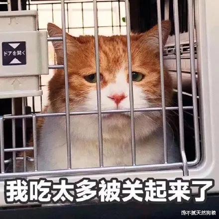 不忠心猫咪榜：这些猫，一生可以认很多主人！