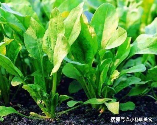 这5种蔬菜被称为“长生菜”，割了还会长，阳台上种一盆吃不完！