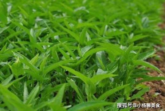 这5种蔬菜被称为“长生菜”，割了还会长，阳台上种一盆吃不完！