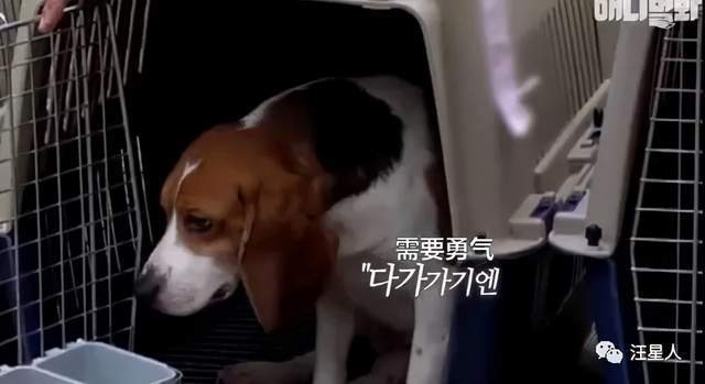 用于实验的29条比格犬，终于被成功救下，网友：你们自由了