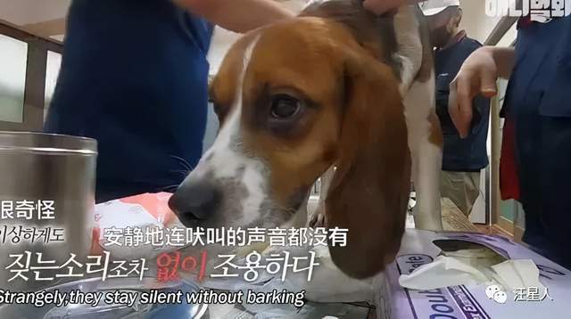 用于实验的29条比格犬，终于被成功救下，网友：你们自由了