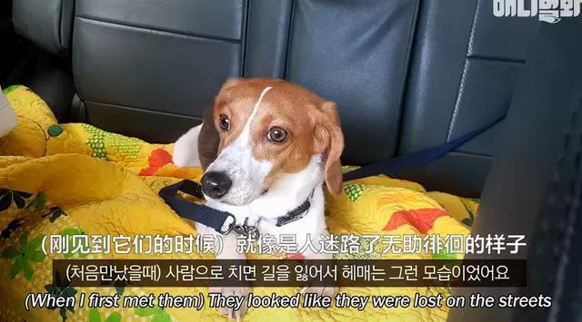 用于实验的29条比格犬，终于被成功救下，网友：你们自由了