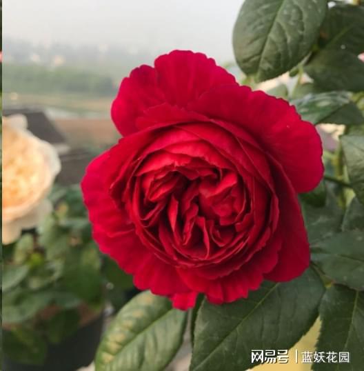 月季花为什么开花越来越浅，颜色越来越淡？3个原因区分对待。