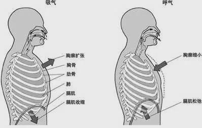 肩颈不适之——斜角肌，久坐伏案工作人士必看！