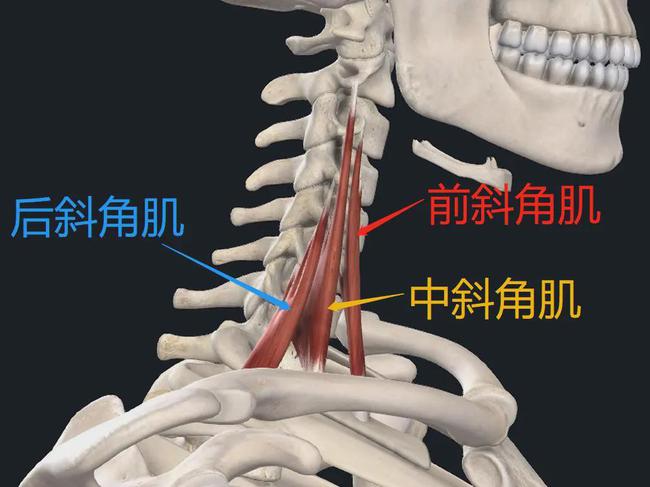 肩颈不适之——斜角肌，久坐伏案工作人士必看！