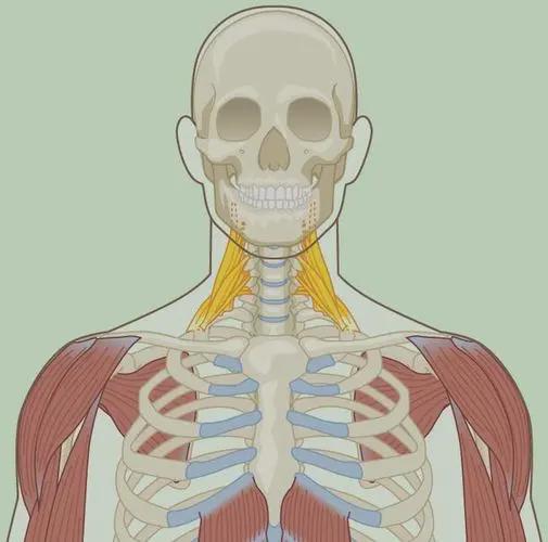 肩颈不适之——斜角肌，久坐伏案工作人士必看！