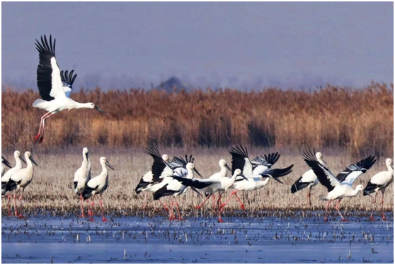 国网沧州市渤海新区供电公司多措并举保护鸟类、维护电网安全稳定