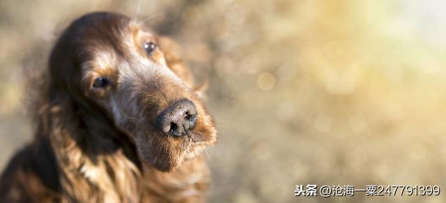 古代志怪故事，犬八则——李德，沈霸，田琰，王仲文，王瑚，等