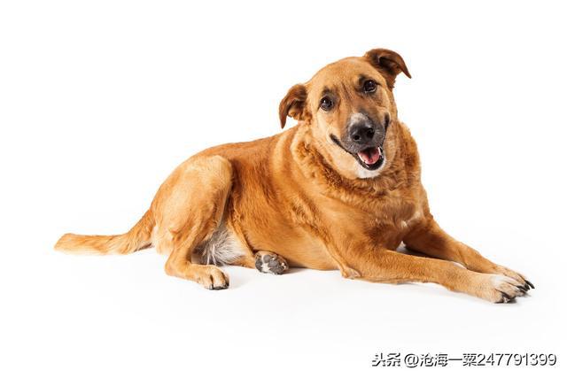 古代志怪故事，犬八则——李德，沈霸，田琰，王仲文，王瑚，等