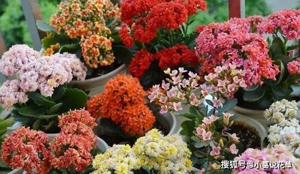 犯愁家里养什么样植物好？选这3样，寓意、颜值、管理样样好！