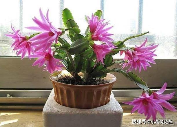 犯愁家里养什么样植物好？选这3样，寓意、颜值、管理样样好！