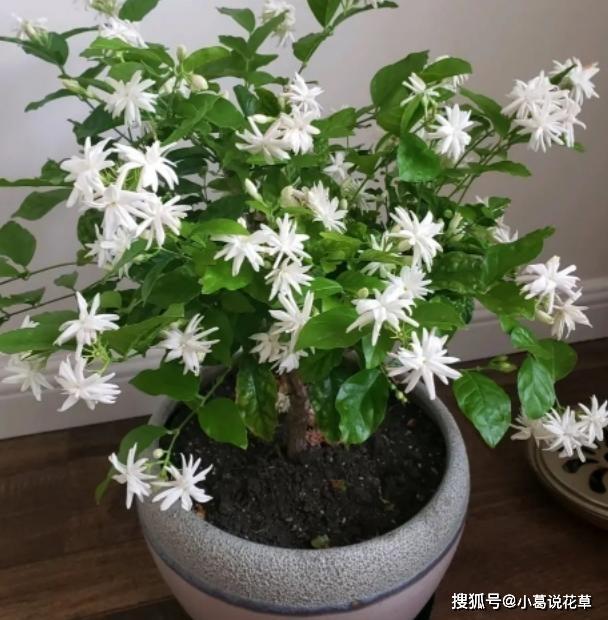 霜降后养花草，要搬进屋保暖！谨慎处理这3地方，才能顺利越冬