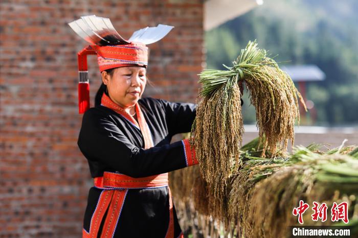 广西金秀高山岭禾稻飘香 民众喜悦手工“摘禾”