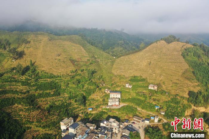 广西金秀高山岭禾稻飘香 民众喜悦手工“摘禾”