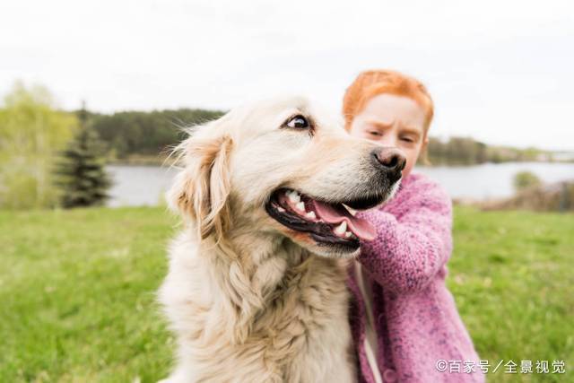 为什么金毛犬看到主人回家都会这么“兴奋”？原因有6个