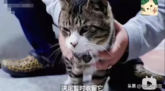 流浪猫想被收养遭拒，竟然“心机”起来，策反主人的女儿离家出走