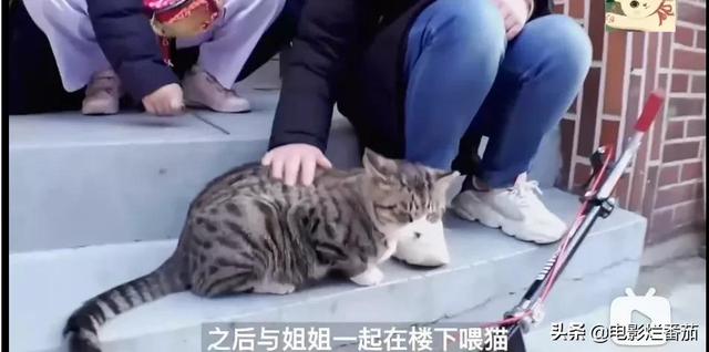 流浪猫想被收养遭拒，竟然“心机”起来，策反主人的女儿离家出走