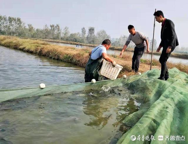 郯城县淡水鲈鱼进入收获季，大量上市