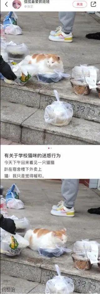 下雨天也要遛狗