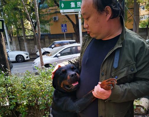 沈阳“忠犬八公”走失不吃不喝，心心念念这主人，网友助其回家！