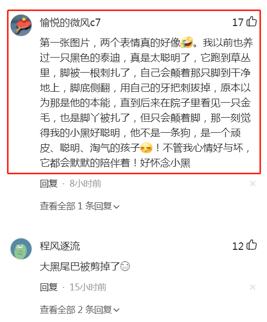 沈阳“忠犬八公”走失不吃不喝，心心念念这主人，网友助其回家！