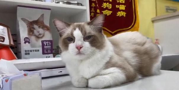 布偶猫被送来做绝育，男主人一直等在手术室外：真是一物降一物呀