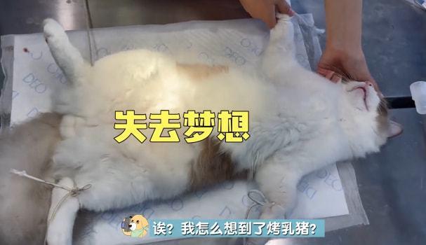 布偶猫被送来做绝育，男主人一直等在手术室外：真是一物降一物呀