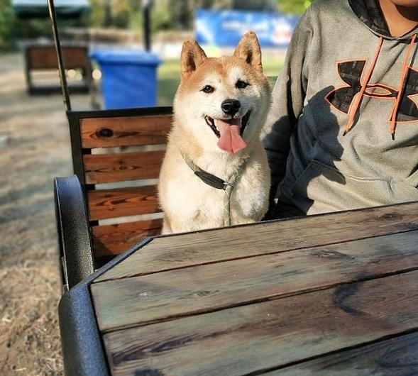 八年没等来主人接它回家，这只柴犬再次被法院拍卖…