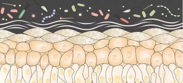 “微生态护肤”到底是什么？为什么大牌护肤品都在推崇它？