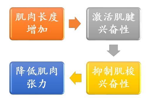 跑完步不重视肌肉放松有什么后果？最新研究结论是……