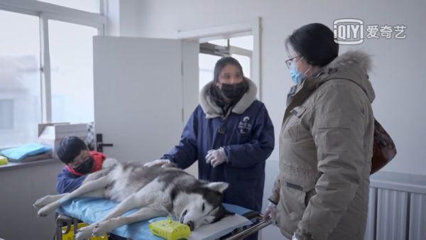 救助流浪动物：生前拍照片为它们再找一个家，死后火化是一种体面告别