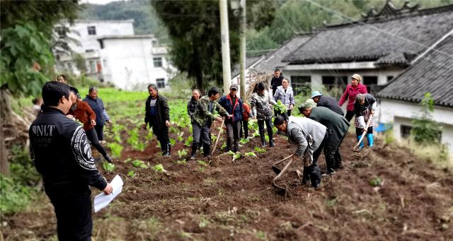 织金县三甲街道：秋冬种如火如荼