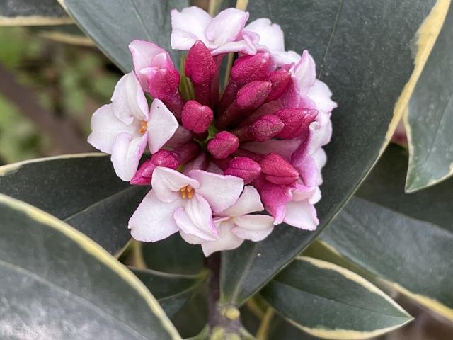 想让瑞香开花多，“一多二勤”要牢记，花团锦簇真美丽