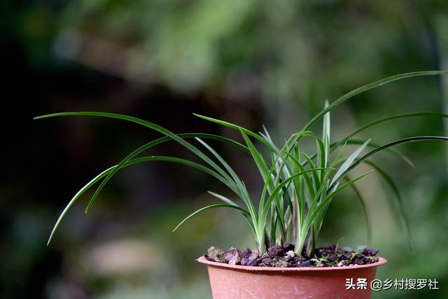 用草木灰养兰花，效果究竟怎样？用对的兰苗旺盛，用错就烂根腐苗