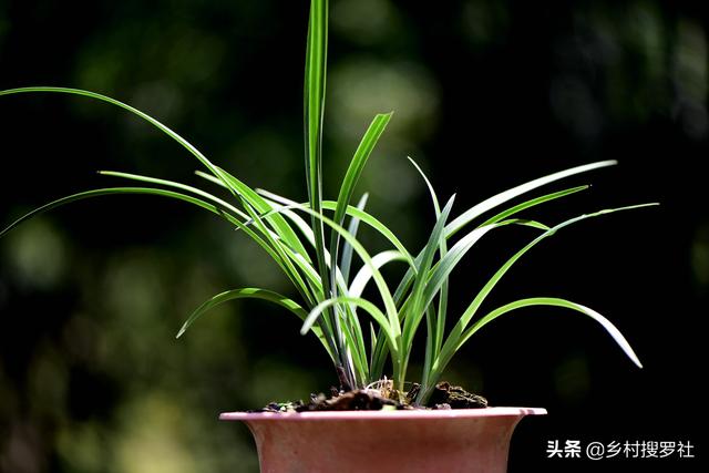 用草木灰养兰花，效果究竟怎样？用对的兰苗旺盛，用错就烂根腐苗