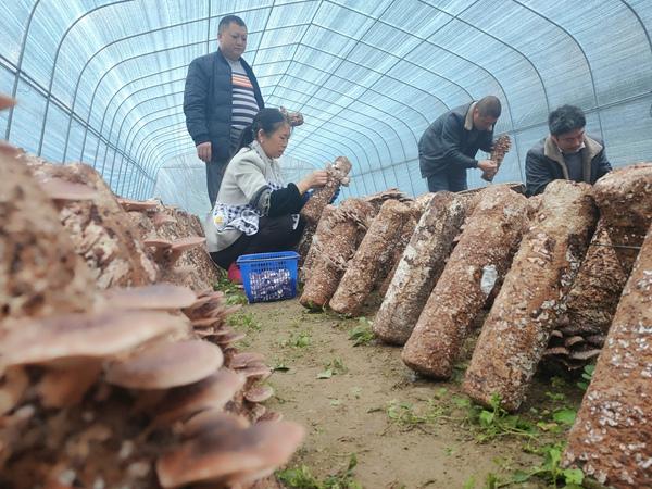 桐梓黄莲乡大路井村：小小马桑菌撑起致富伞