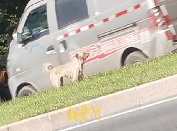 “济南版忠犬八公”冲上热搜：两个济南人的爱心接力