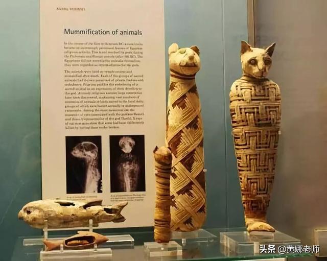 动物界的“精神贵族”：是猫咪选择了人类，还是人类驯化了猫咪？