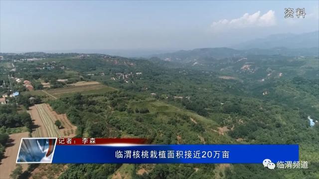 临渭核桃栽植面积接近20万亩